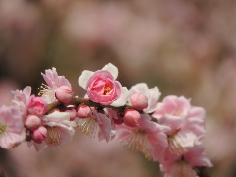 a0960_004235.jpg