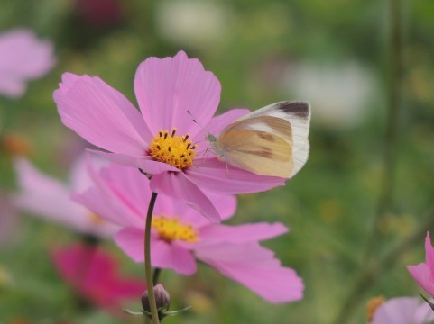 a0960_005239.jpg
