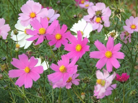 a0960_005277.jpg