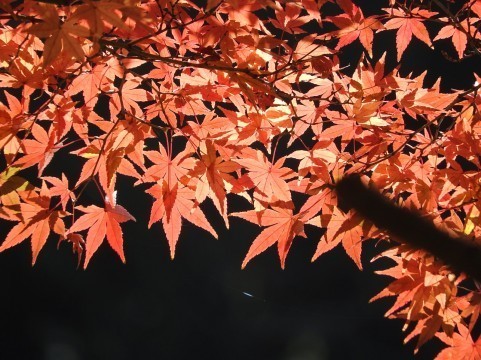 a0960_007948.jpg