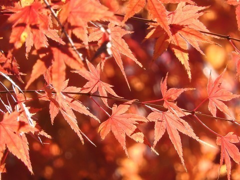 a0960_007950.jpg
