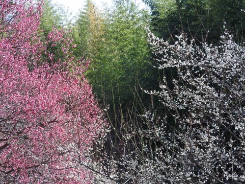 a0960_008021.jpg