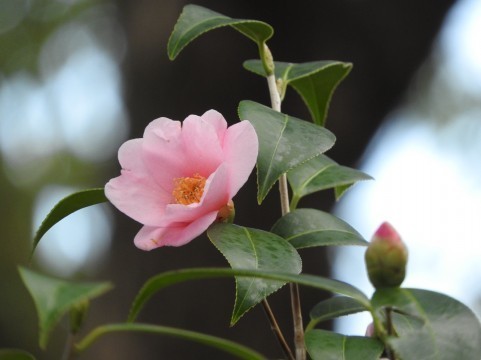 a0960_008051.jpg