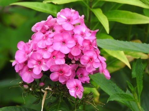 a0960_008325.jpg